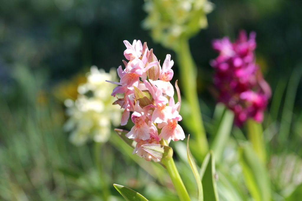 Dactylorhiza sambucina variet cromatiche